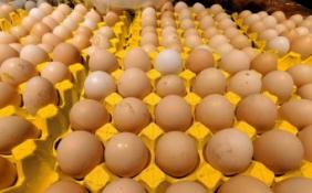 磷脂含量较高 成人每周鸡蛋摄入量最好不超过7个