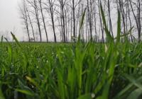 最低收购价格水平连续提高 农民种粮积极性大大提高