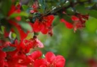 2023年郑州植物园怎么预约门票?郑州植物园赏花品种有哪些? 2023年郑州植物园怎么预约门票?郑州植物园赏花品种有哪些?