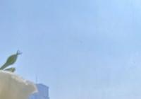 郑州碧沙岗公园门票免费吗？碧沙岗公园海棠花花期到了吗？