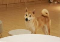 北京市养犬管理新规发布了吗？符合哪些条件可以养犬？